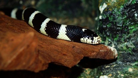 chain-snake-333977_1920