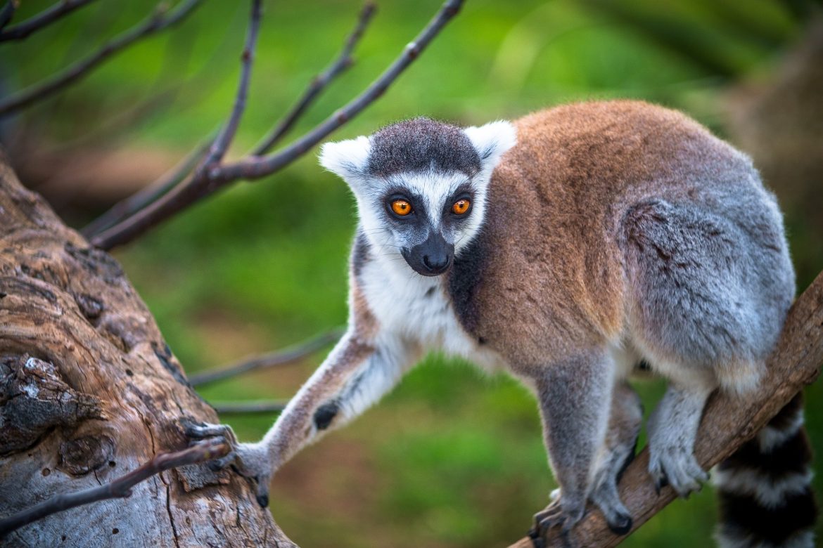 lemur-3133038_1920
