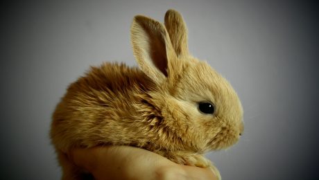 rabbit-373691_1280